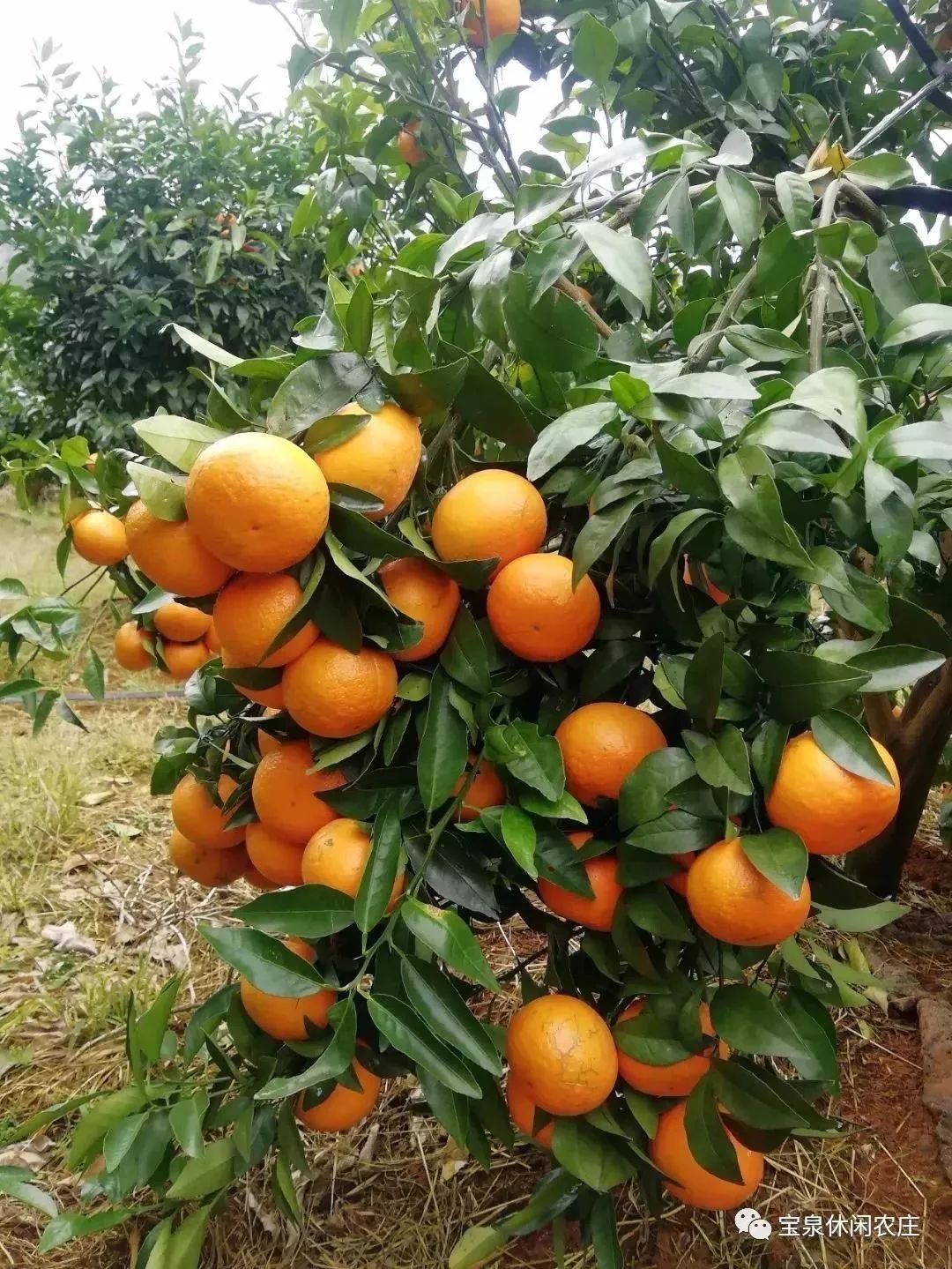柳城周边游玩景点推荐,柳北旅游推荐