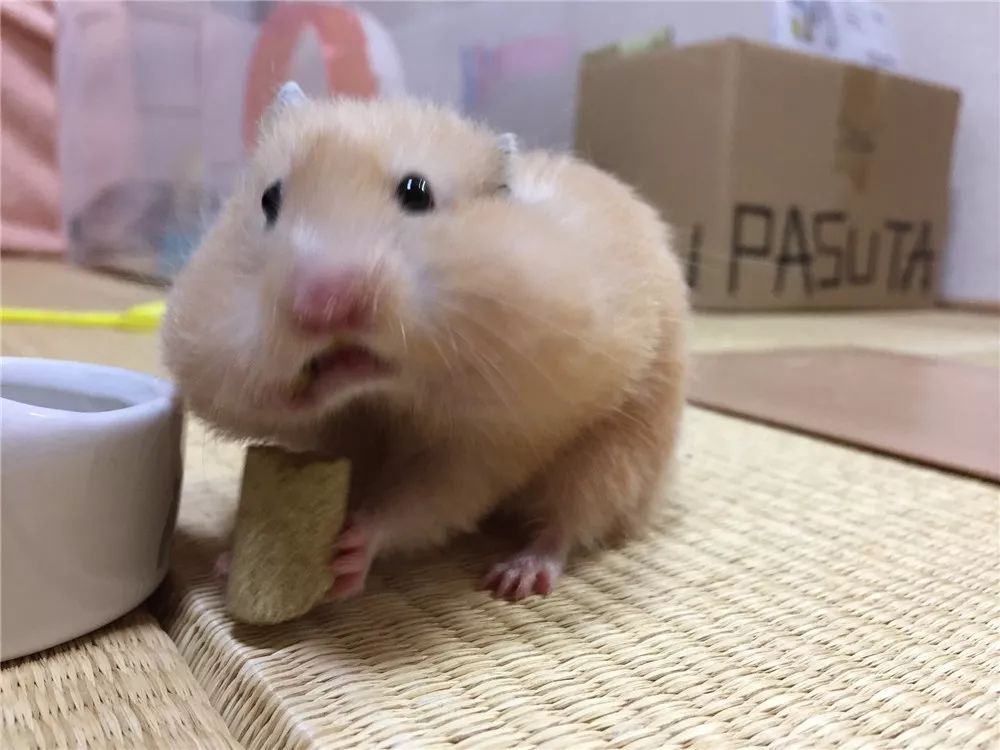 日推网友鼠年仓鼠腮帮子大赛，满屏圆滚滚毛茸茸敲可爱