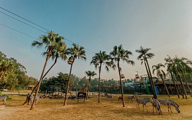 来长隆隆重过大年暖冬游长隆,暖冬游长隆福路通