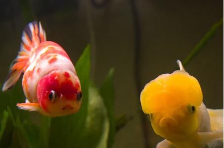 鼓楼区要给全福州人送“福”了！文末有福利