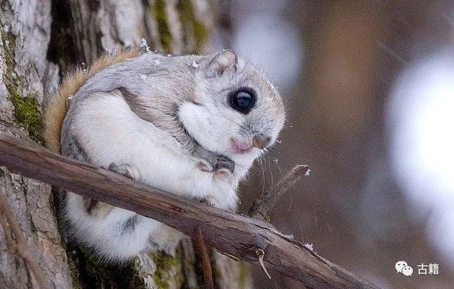 鼠年春晚说鼠,央视科普鼠年说鼠