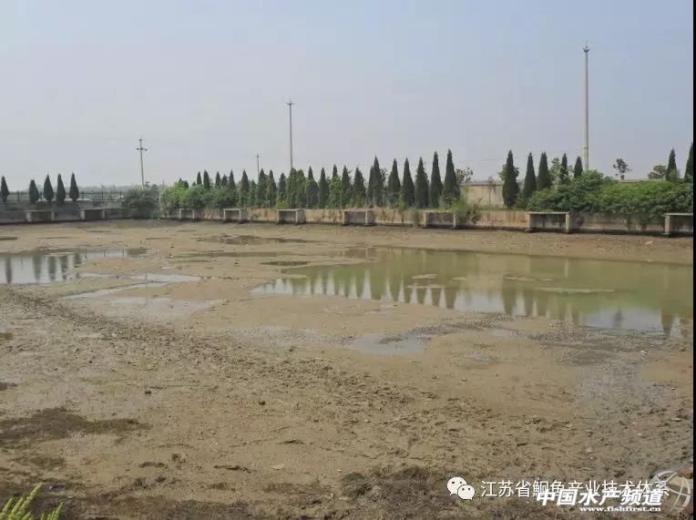 斑点叉尾鮰鱼种春季放养技术要点,斑点叉尾鮰高密度养殖技术视频