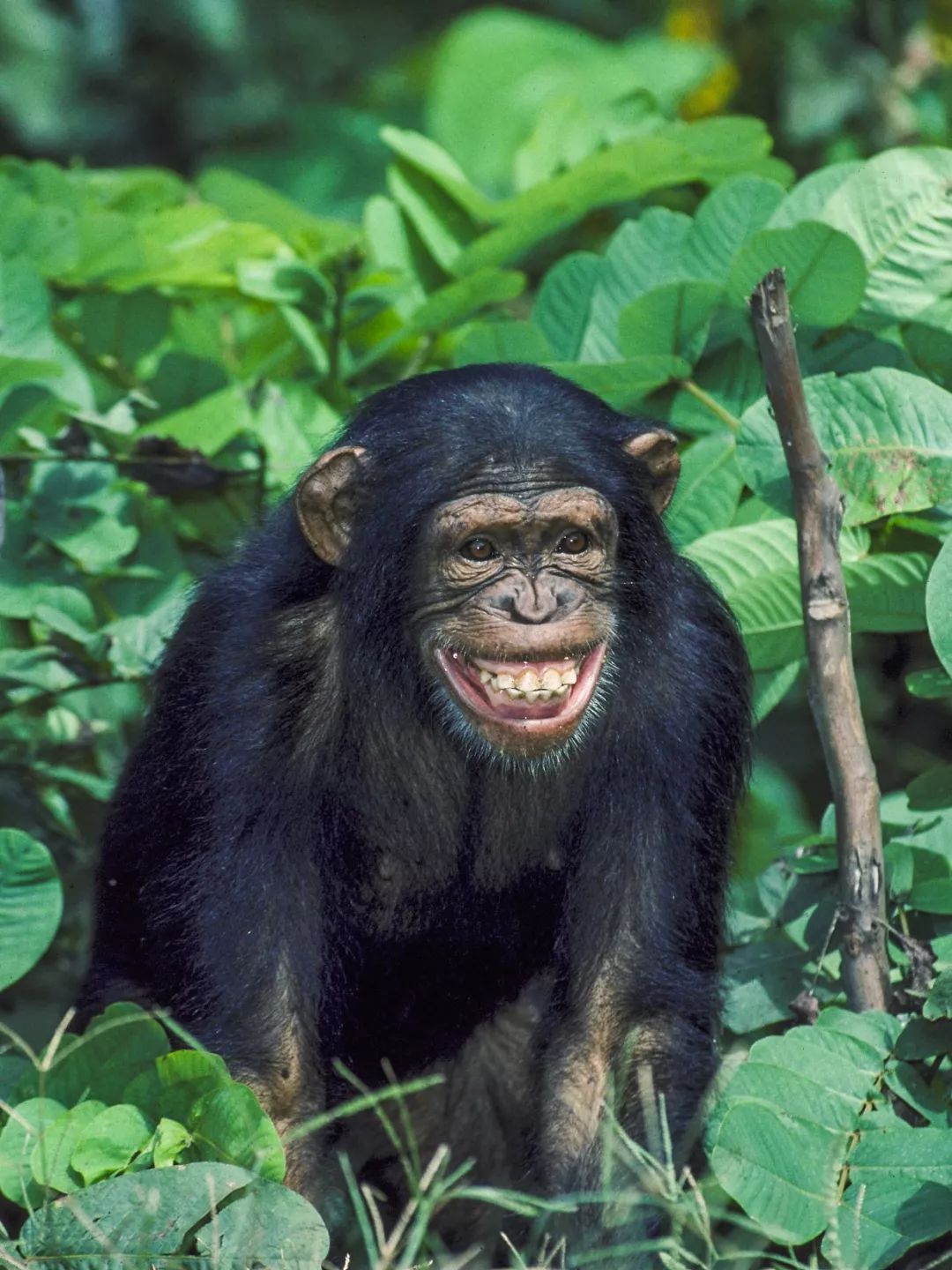 鍋囧鐥呮瘨鎰熸煋浜嗕綘,鍋囧鐥呮瘨鎰熸煋浜嗘垜