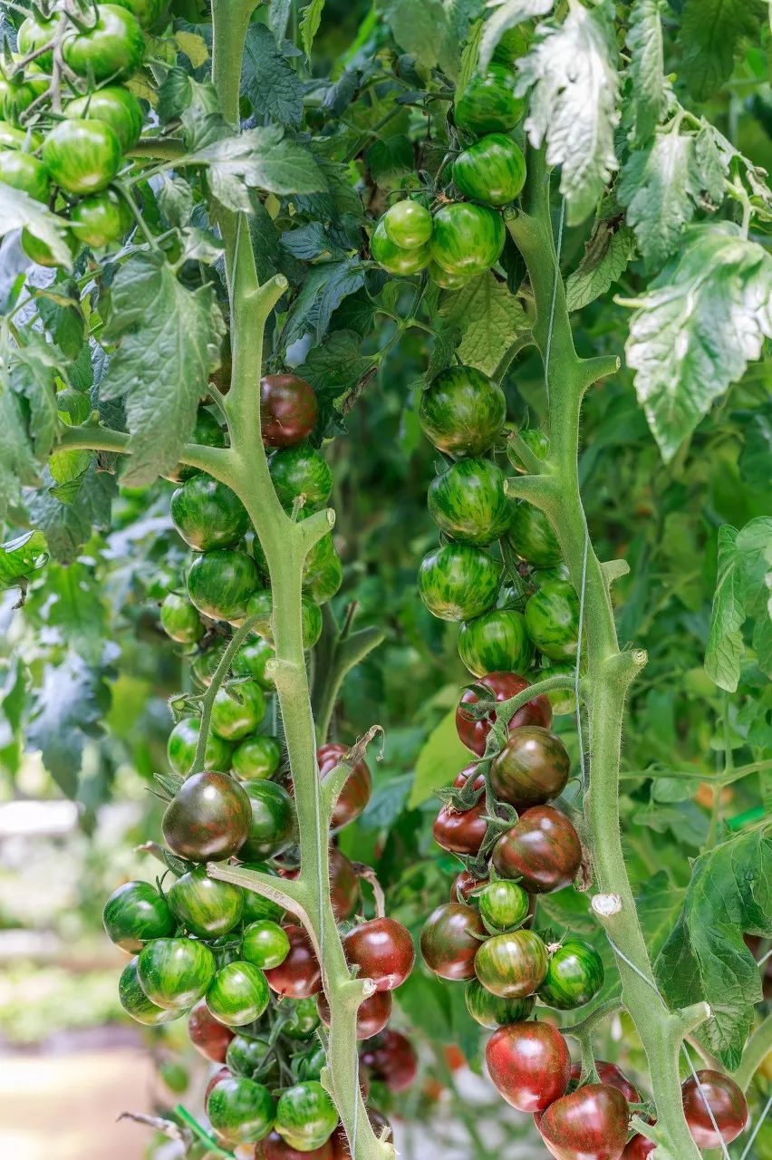 一送最少几十吨，支援湖北的背后是世界第一硬核蔬菜大国……