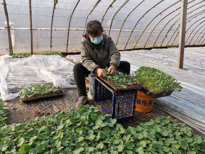 防疫产销两不误蔬菜大棚春意浓,防疫春耕两不误温室大棚春意浓