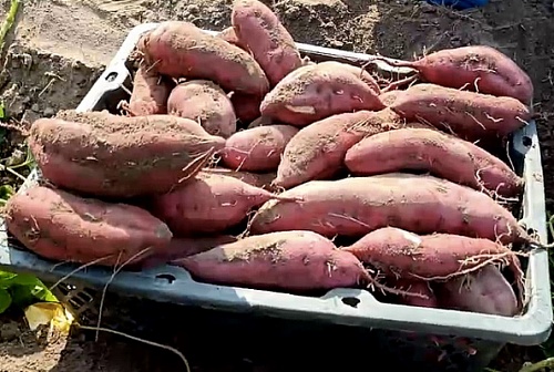 拼多多助农直播240场,助农拼多多