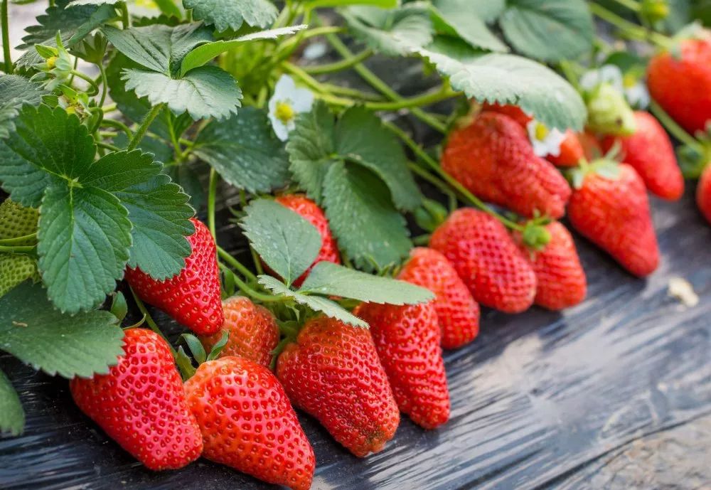 买菜难电商平台最后一公里,买菜难