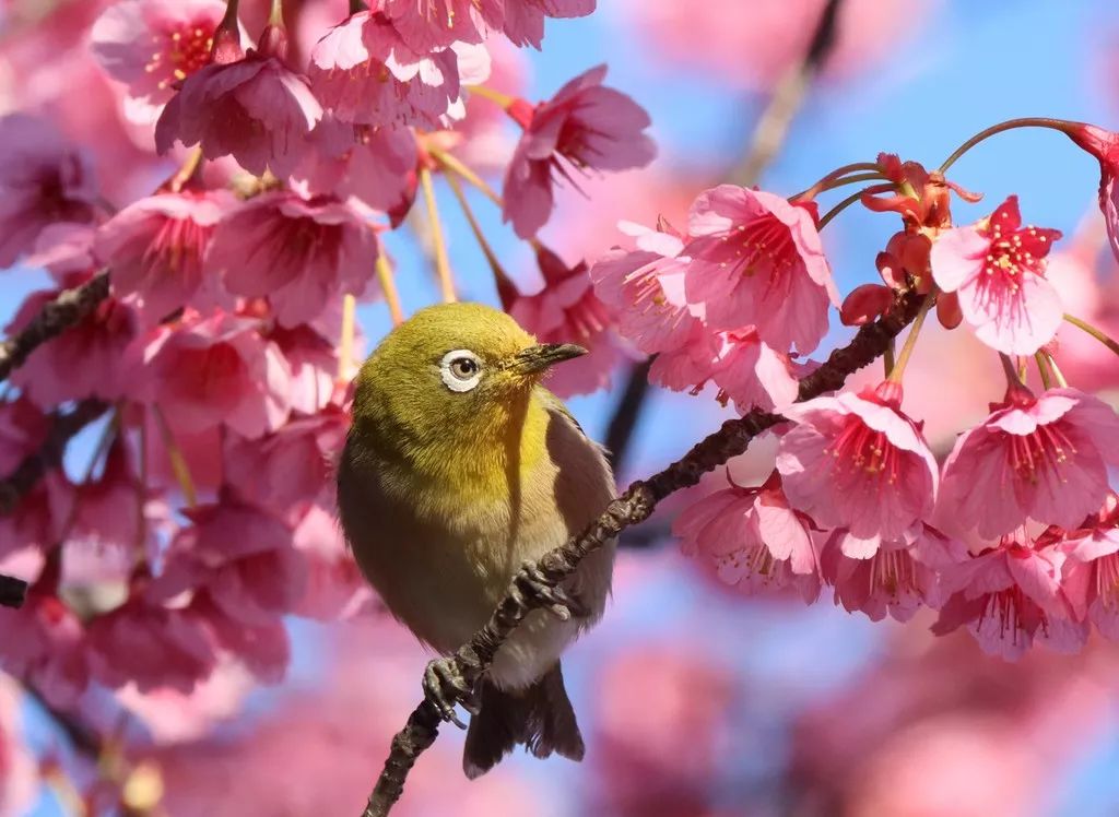 收到诈骗电话舍不得挂，看来他们也复工了，真好