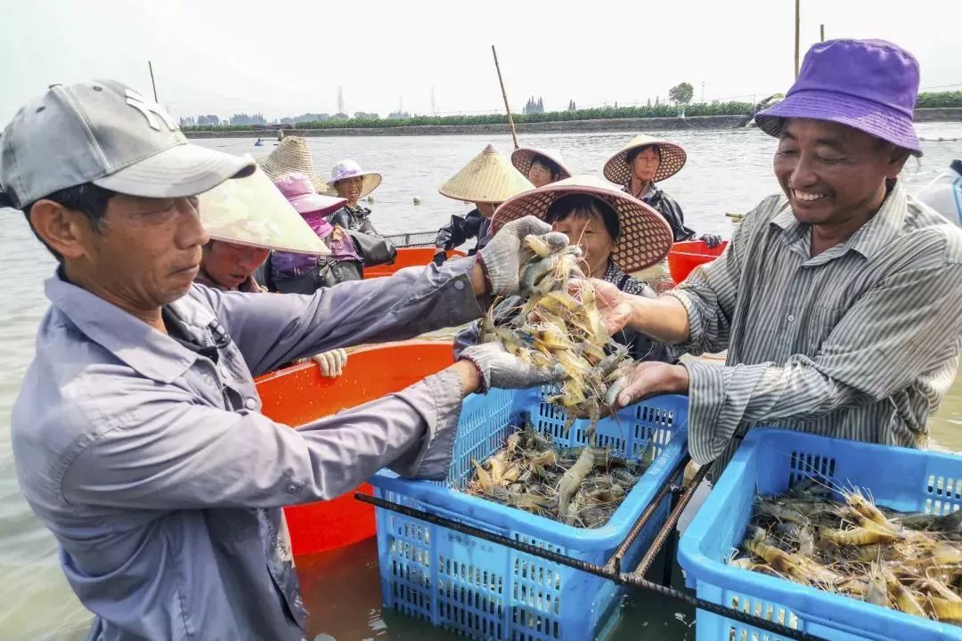 高邮吃咸鸭蛋,咸鸭蛋高邮