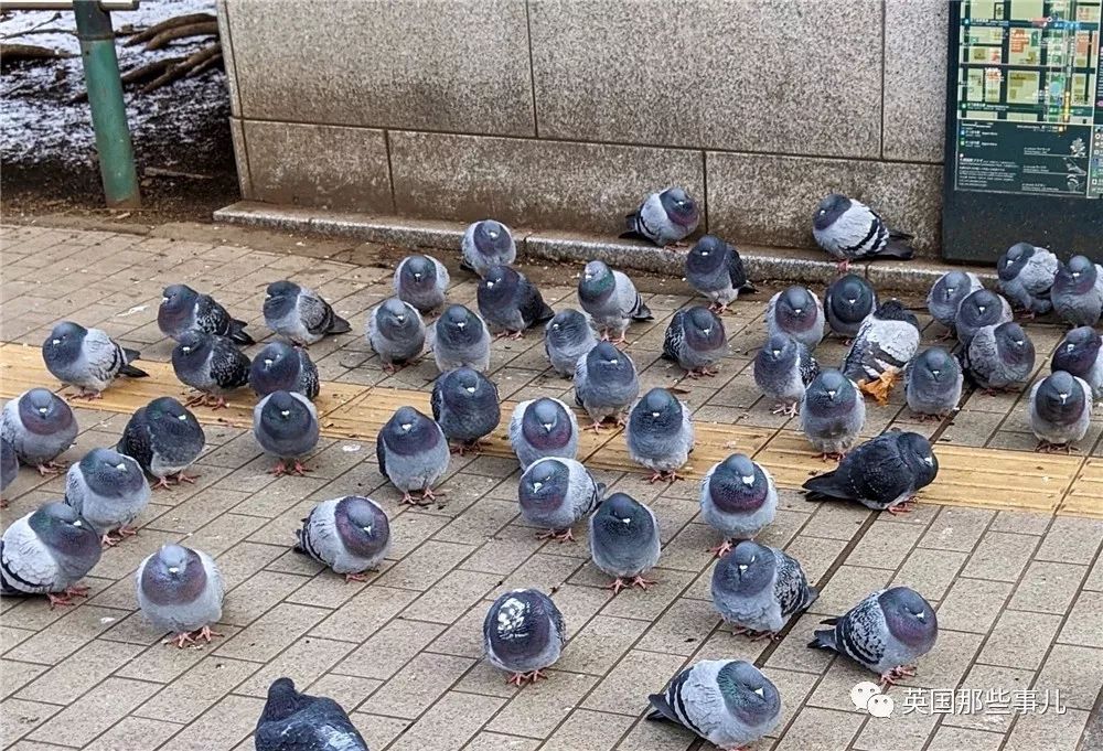 同样是冬天胖成球，凭什么鸟球就这么可爱