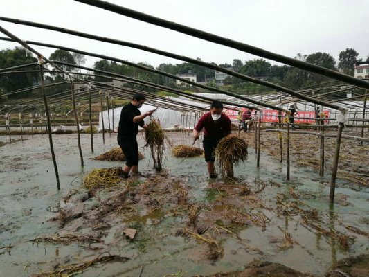 新乐镇大河村：代表代购解民忧防疫生产两不误