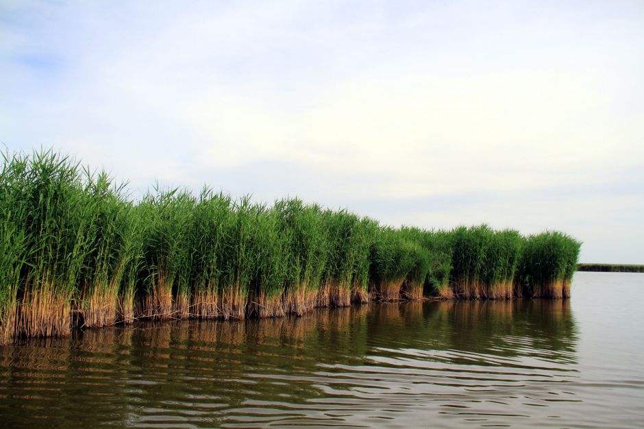 为什么芦苇浮漂比纳米浮漂灵,为什么有的芦苇浮漂便宜