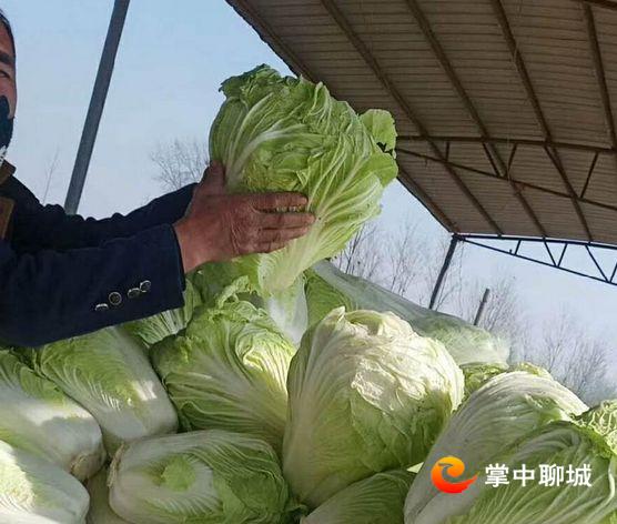 2020聊城农产品滞销,滞销农产品信息发布