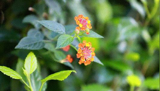 福建省春游好去处,福建赏花踏青游玩