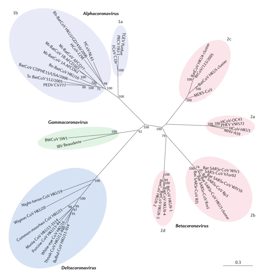 新型冠状病毒心电图,感染冠状病毒后会出现哪些症状