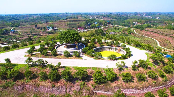 乐山井研春见耙耙柑,乐山井研耙耙柑基地