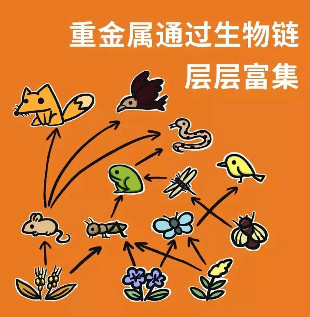 哪些动物属于野味,别再吃野生动物管住自己嘴