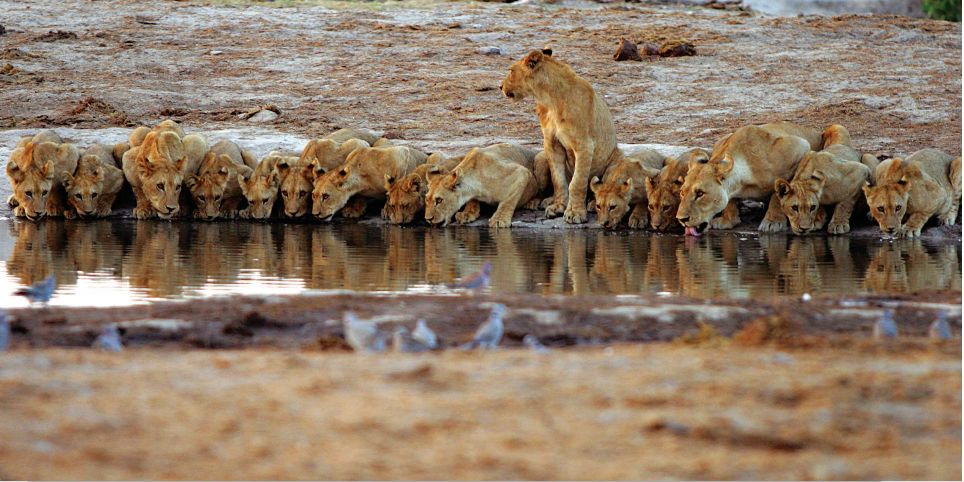 快看，这些荒野之猫