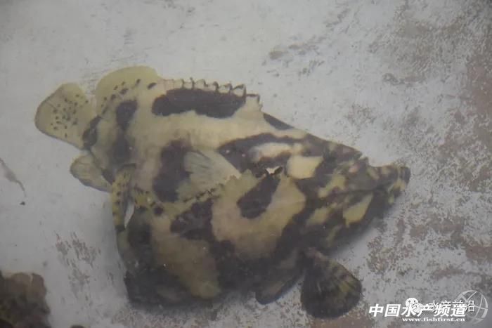 养5万只海水石斑鱼需要多少本钱,养石斑鱼的前景如何