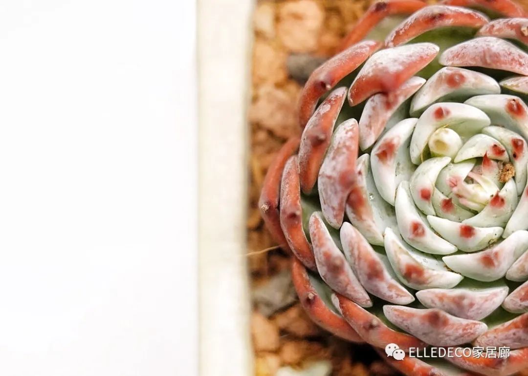 编辑们都下海了……