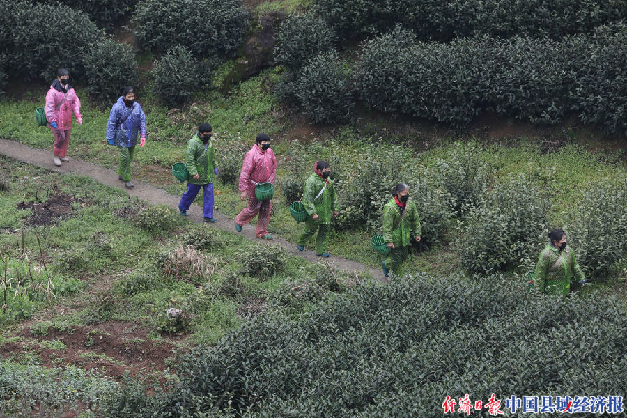 余杭中泰乡枫岭村龙井茶,余杭春茶
