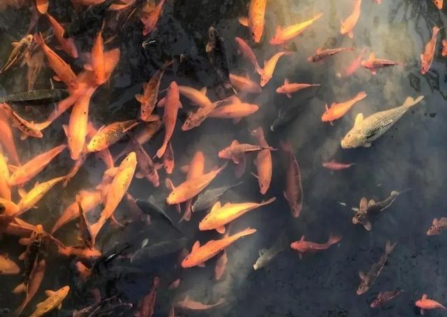 云和有什么特色地点,云和县城里的古街