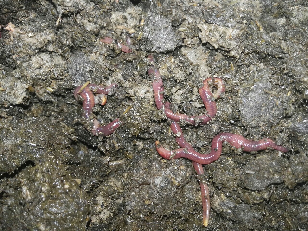 蚯蚓保存放保鲜还是放急冻,大批量蚯蚓怎样存放成活率高