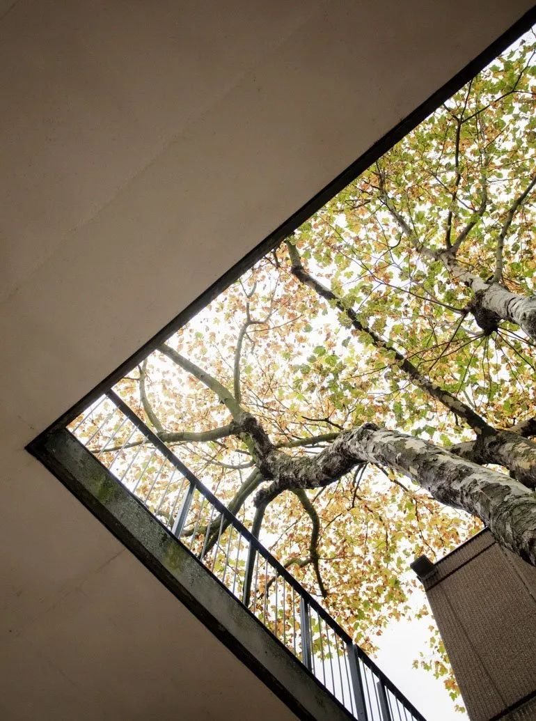 一年一度的植树,现在正在植树的视频