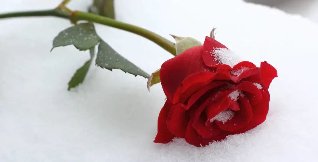 寻香|五彩斑斓的黑算什么，来见识一下五光十色的白