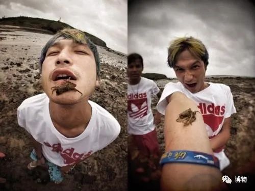 蓝环章鱼为了你到底付出了什么,蓝环章鱼日常