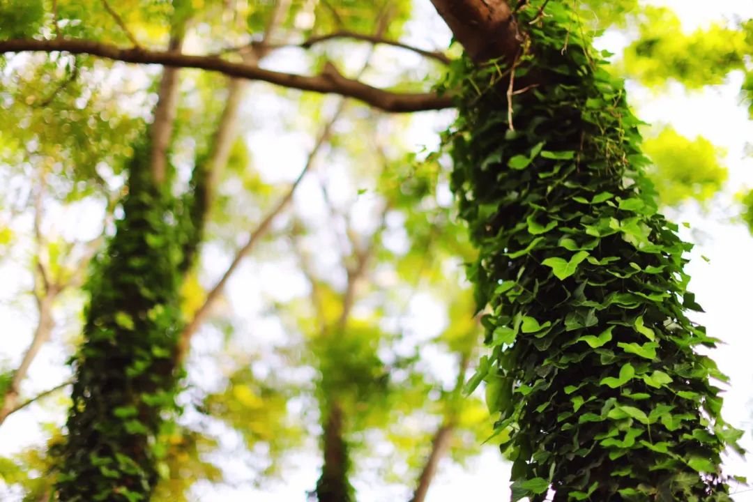 古诗词中的春天的美,春天里的古诗词美篇