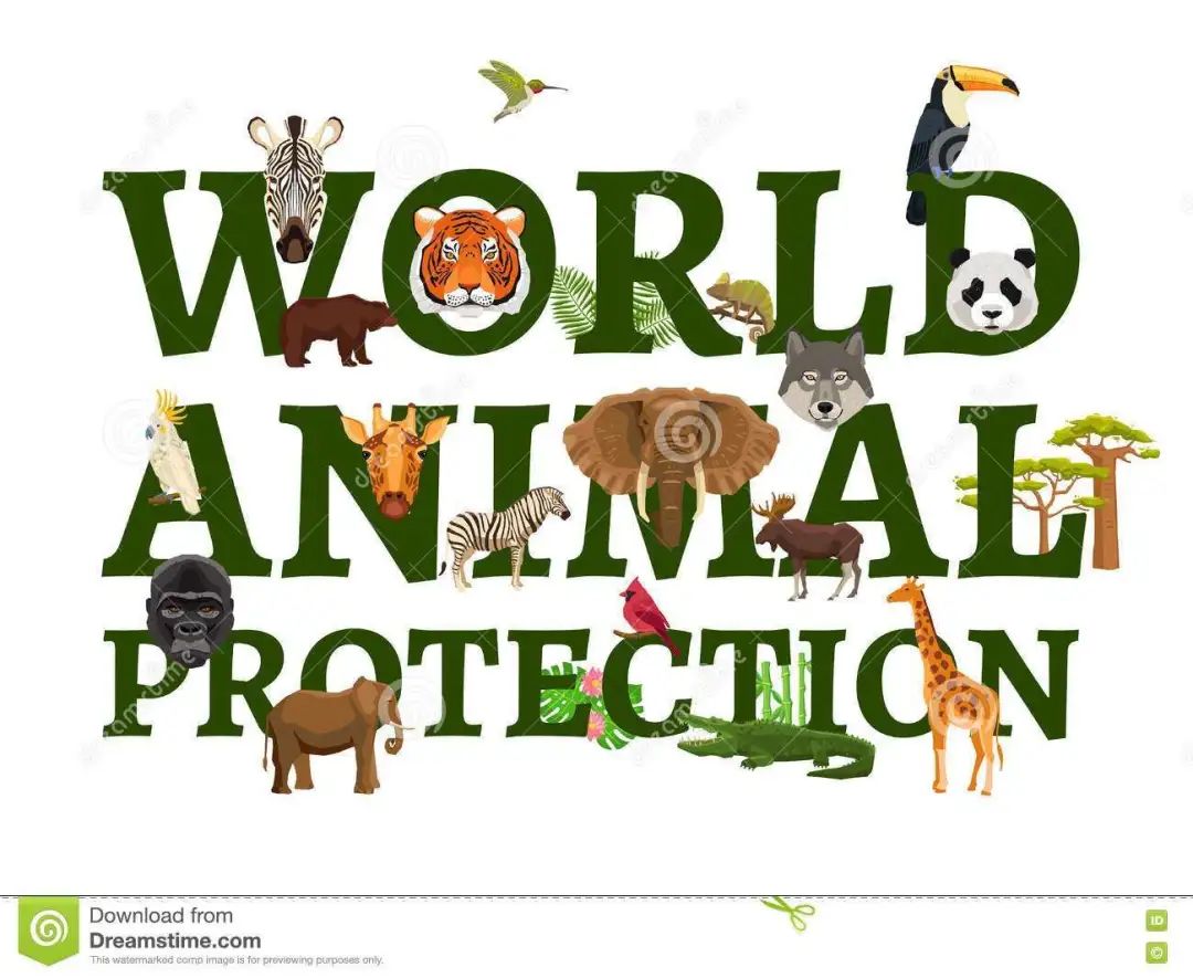 2020慈鲷筑巢大赛~非洲三湖沙雕艺术家的盛宴