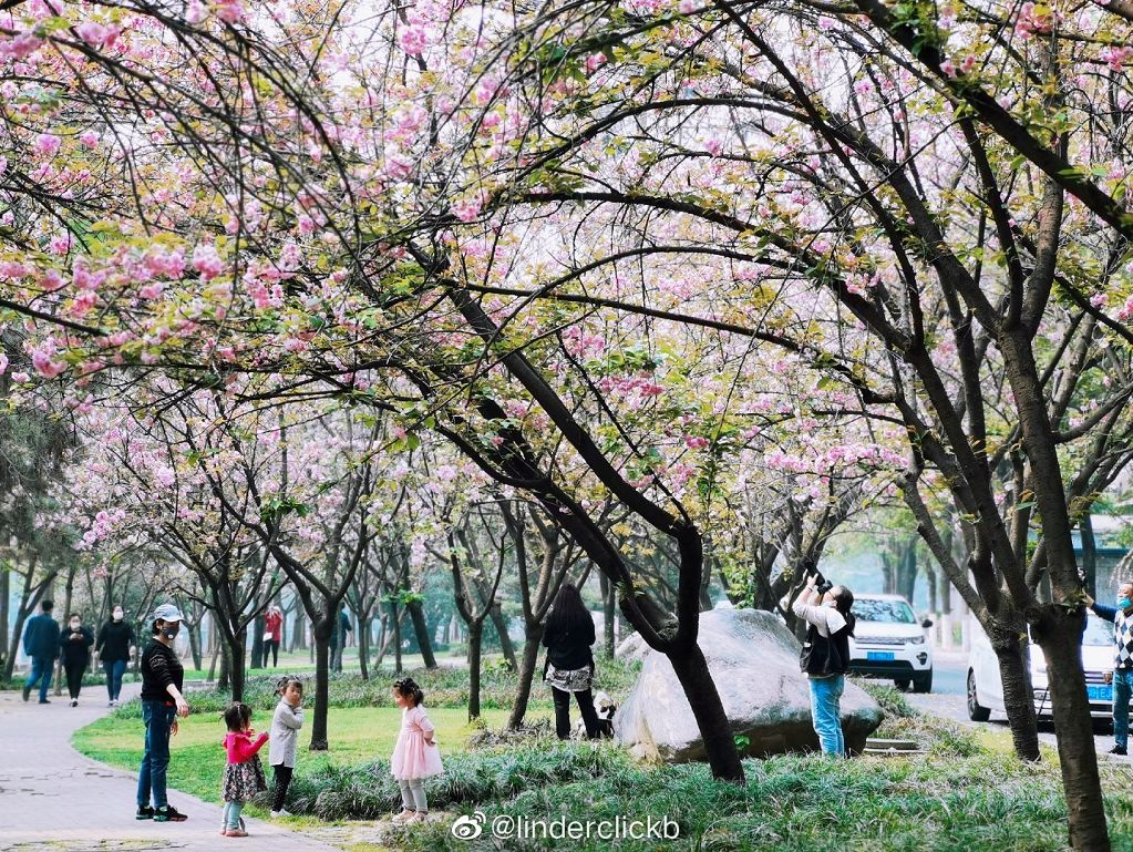 武大樱花雨现场,武大樱花周日还有票吗