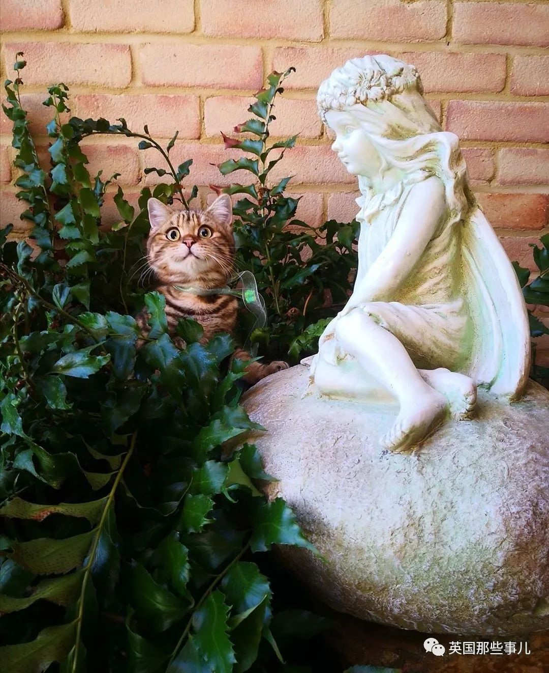 高颜值会笑的橘猫,又可爱又萌萌哒的小橘猫