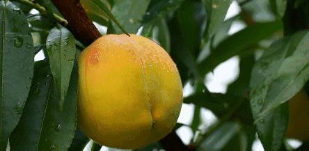 为什么外国人都抢罐头,为啥都在抢罐头