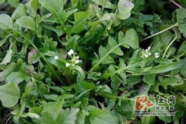 永州地锅鸡电灶台,永州柴火地锅鸡