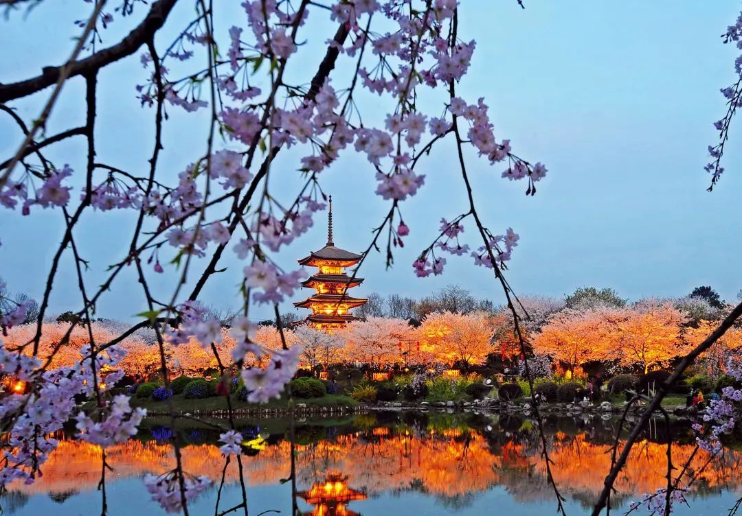 2020春季赏花指南,中国春色,满血复活