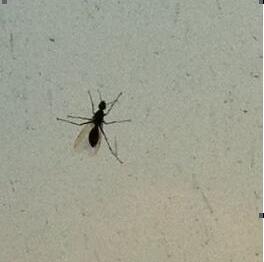 六安野外有什么虫子,六安有隐翅虫