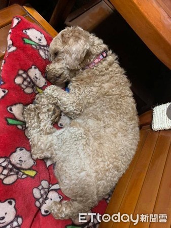 拖把狗玩具视频,拖把狗