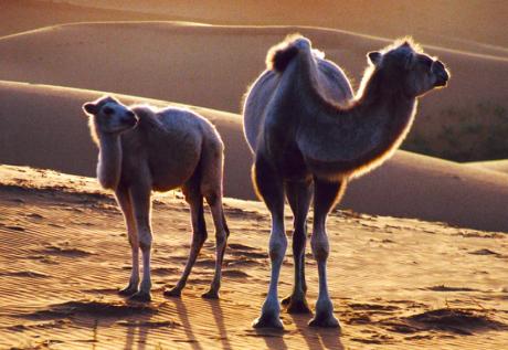 沙坡头骑骆驼游记,宁夏沙坡头旅游攻略