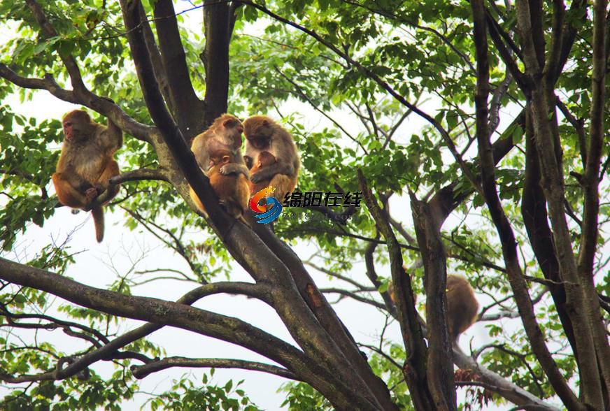 绵阳九皇山不要门票能玩吗,绵阳九皇山风景区门票多少钱