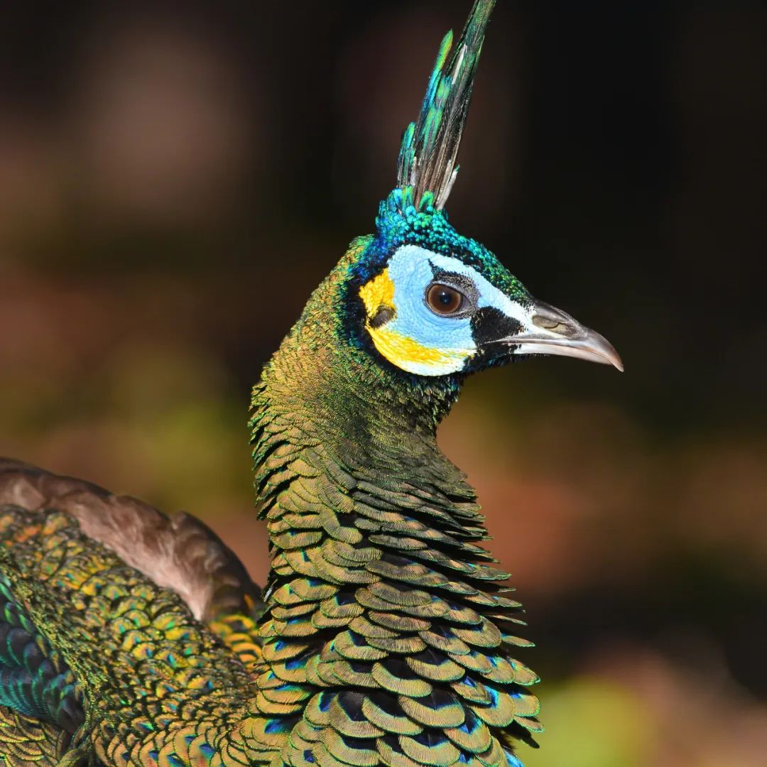 自然之友保护绿孔雀,绿孔雀保护措施