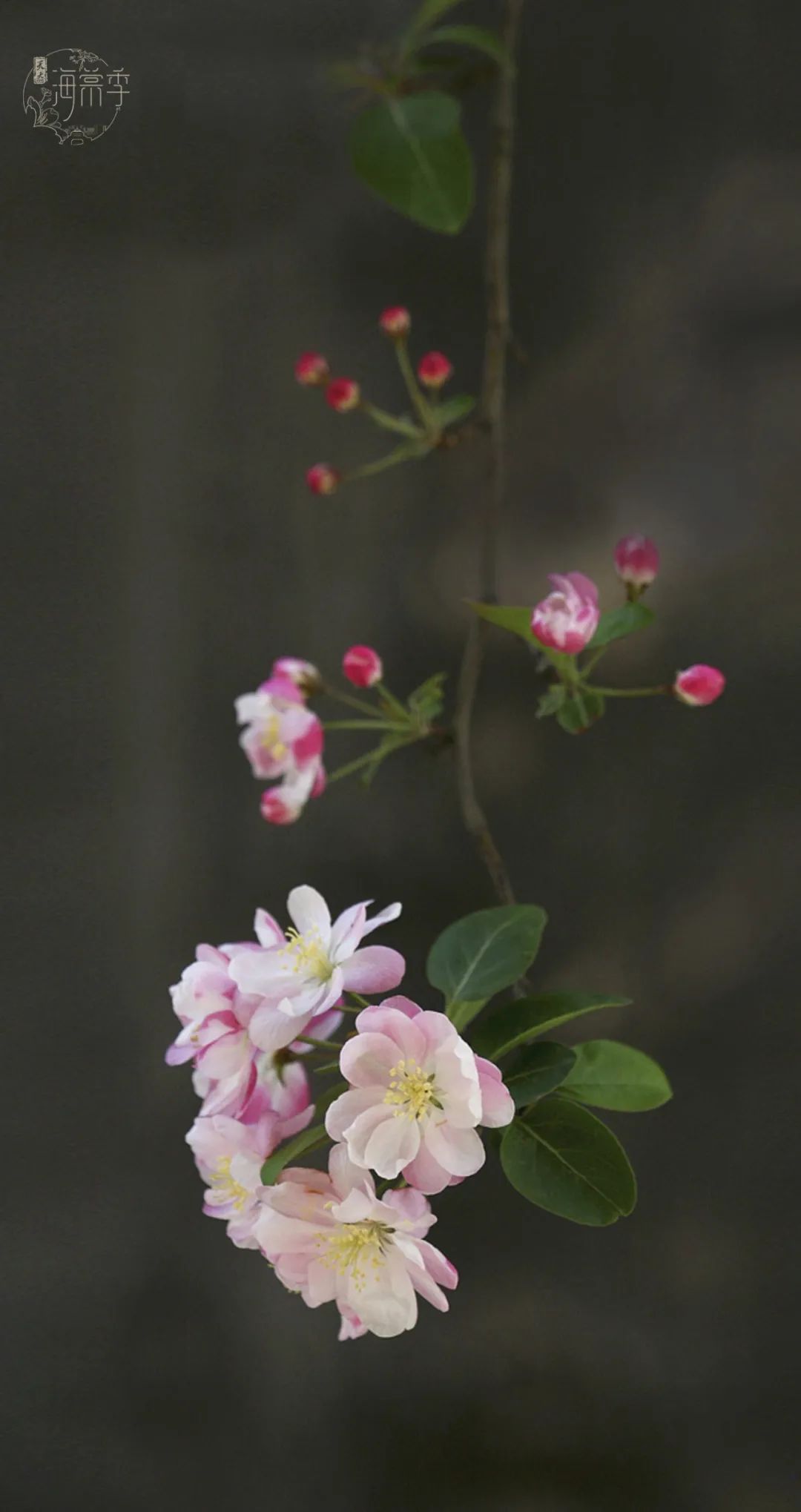 大海棠壁纸,大小海棠手机壁纸