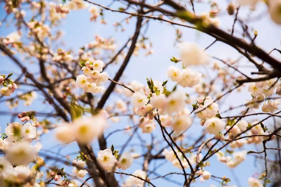 淄博春天踏青好去处,淄博周边踏青