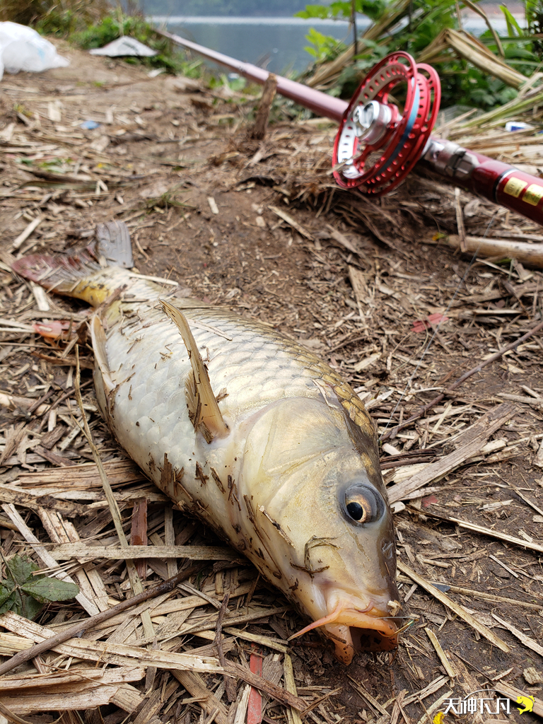 凤凰涅盘浴火重生对火的崇拜,凤凰涅盘浴火重生需要的是勇气