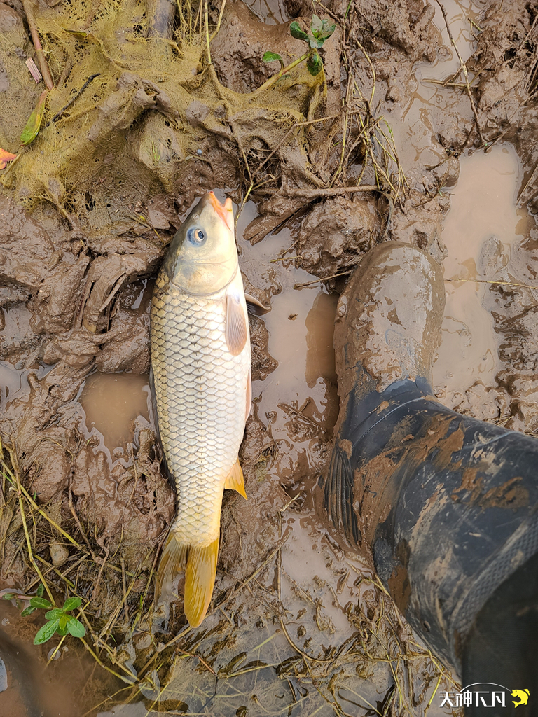 凤凰涅盘浴火重生对火的崇拜,凤凰涅盘浴火重生需要的是勇气