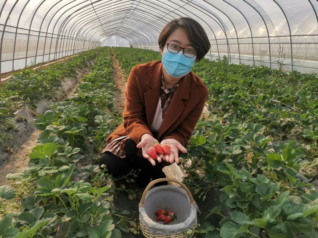 巾帼脱贫记丨从基层“小白”到“菠菜书记”“丹参书记”“带货书记”到“俺们程书记”