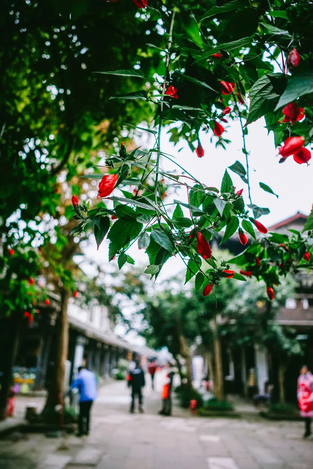 成都黄龙溪古镇美景竖屏,黄龙溪古镇小景