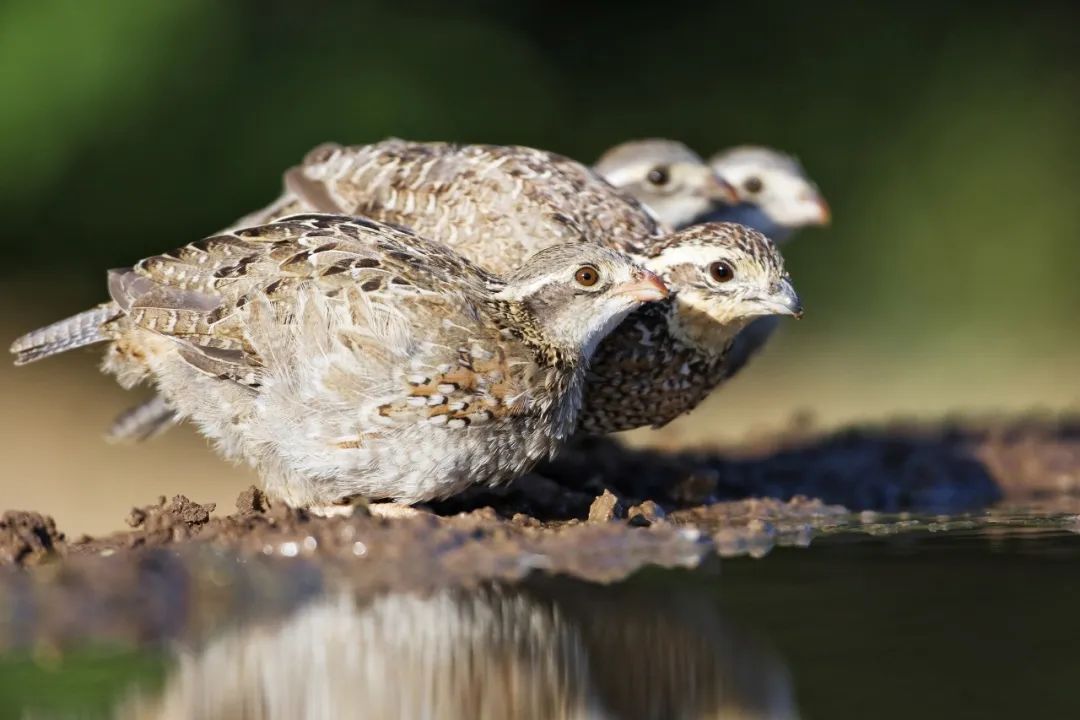 今日清明雨初晴,今日清明共寄哀思