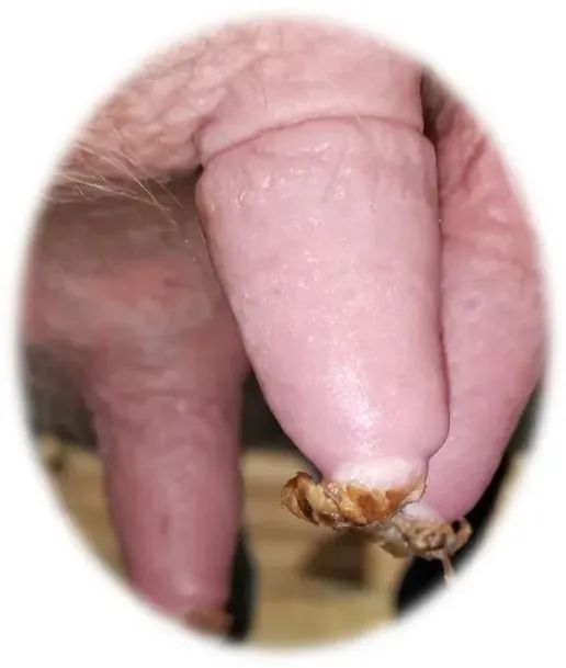 奶牛养殖技术难题及答案,奶牛接产常见问题